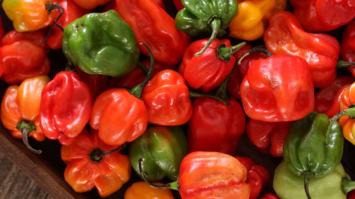 A pile of habanero peppers.