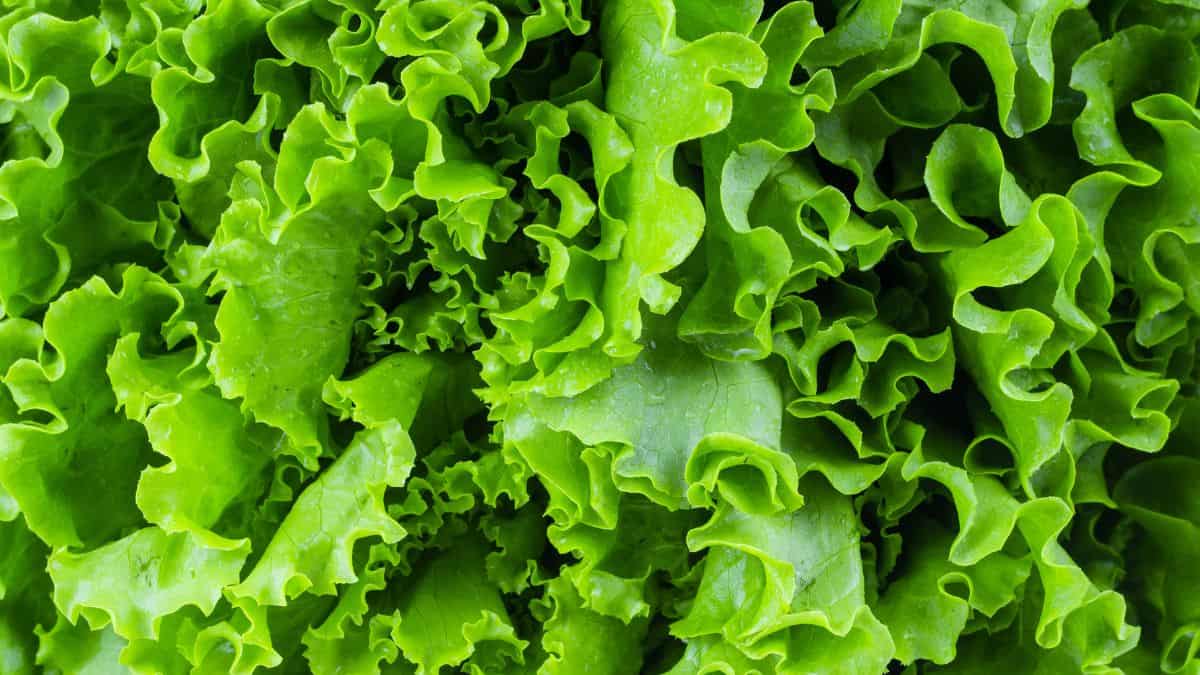 Leafy lettuce.