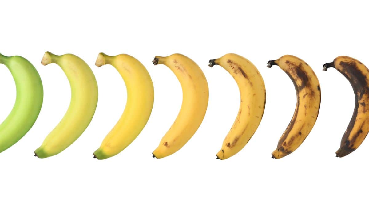 The ripening stages of a banana.