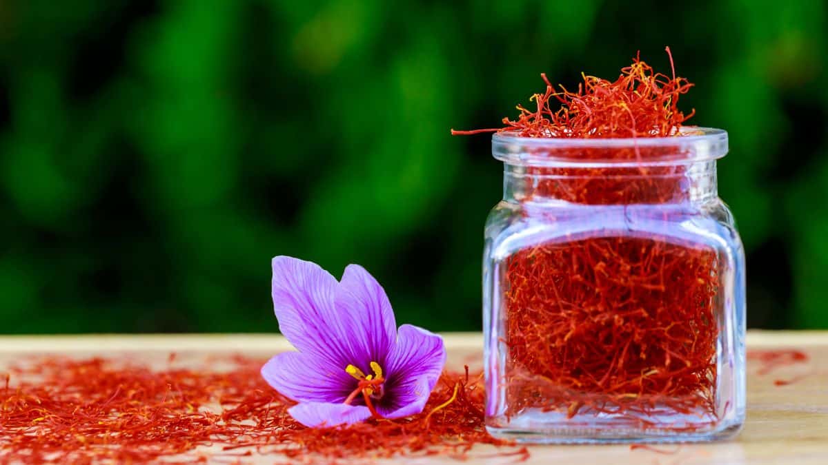 A jar of saffron next to a saffron flower.