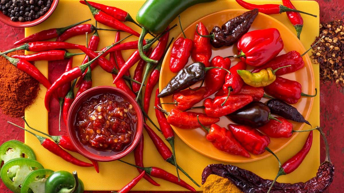 A small bowl of sambal oelek surrounded by lots of different chilies.