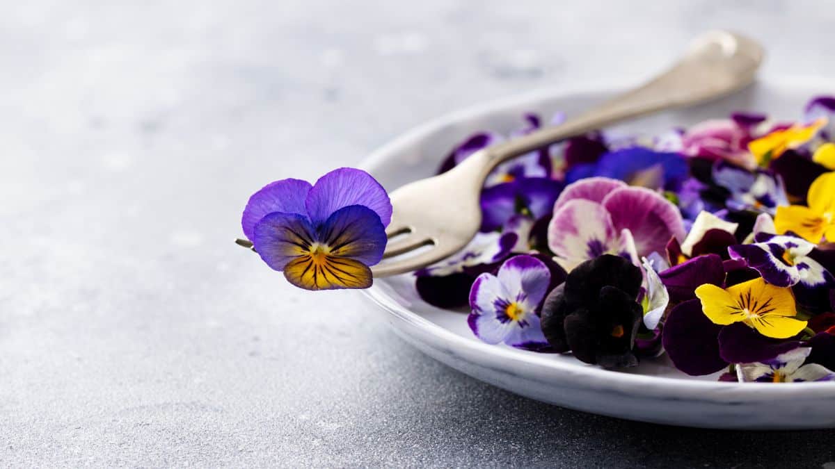 An edible flower on a fork, on top of a plate with more edible flowers.