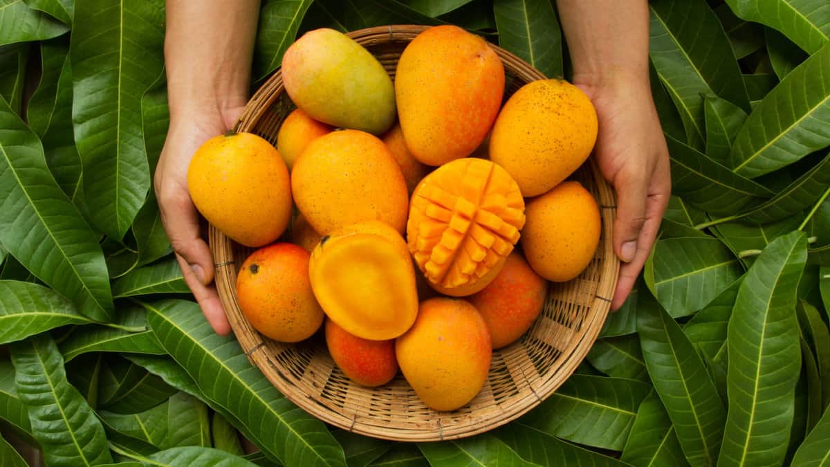 A basket of fresh mangos.