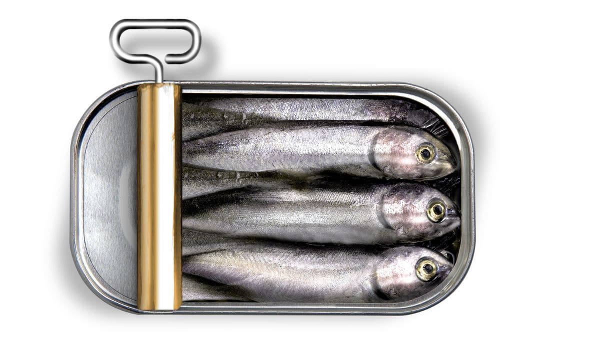 A tin of sardines.