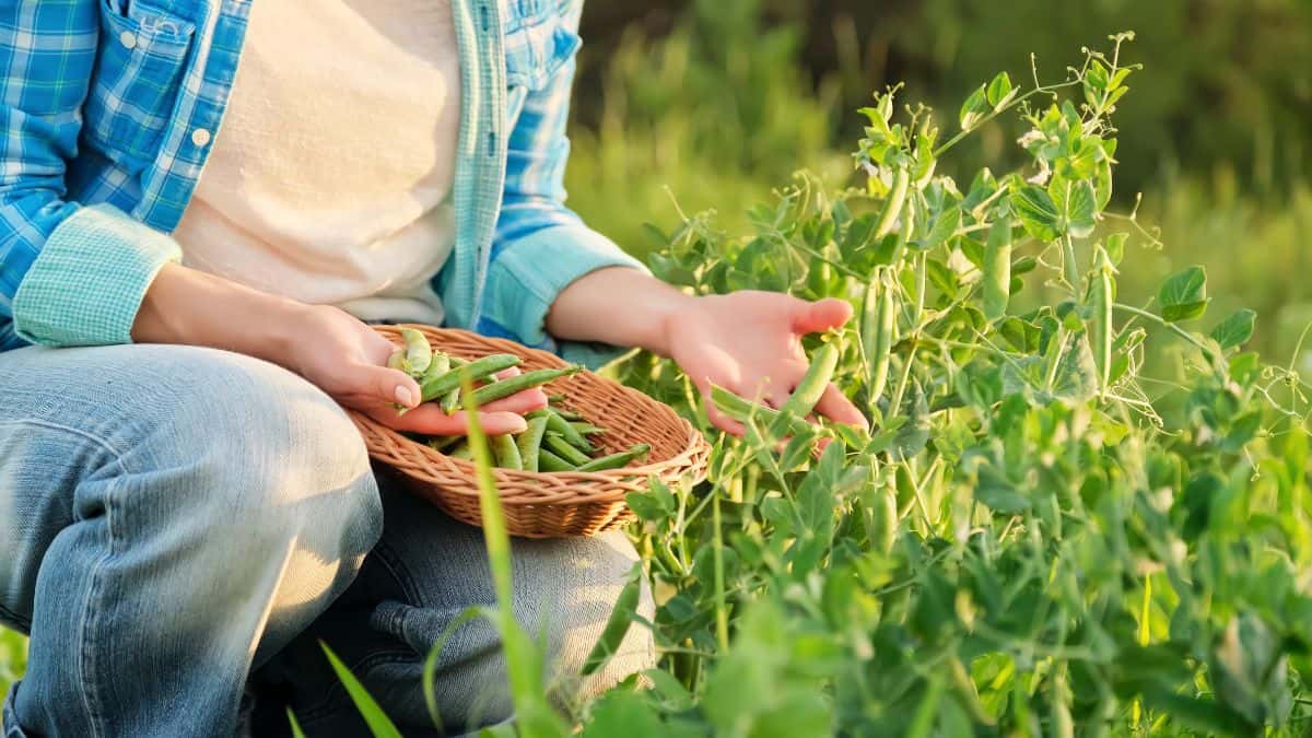 Picking garden peas.