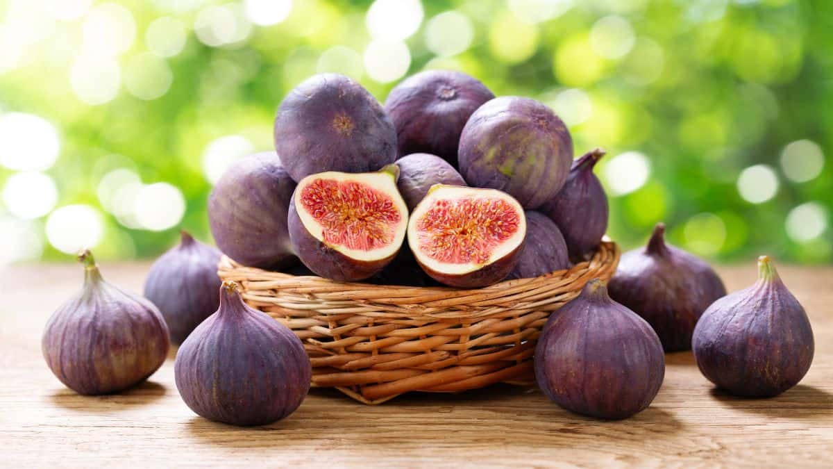 Figs.